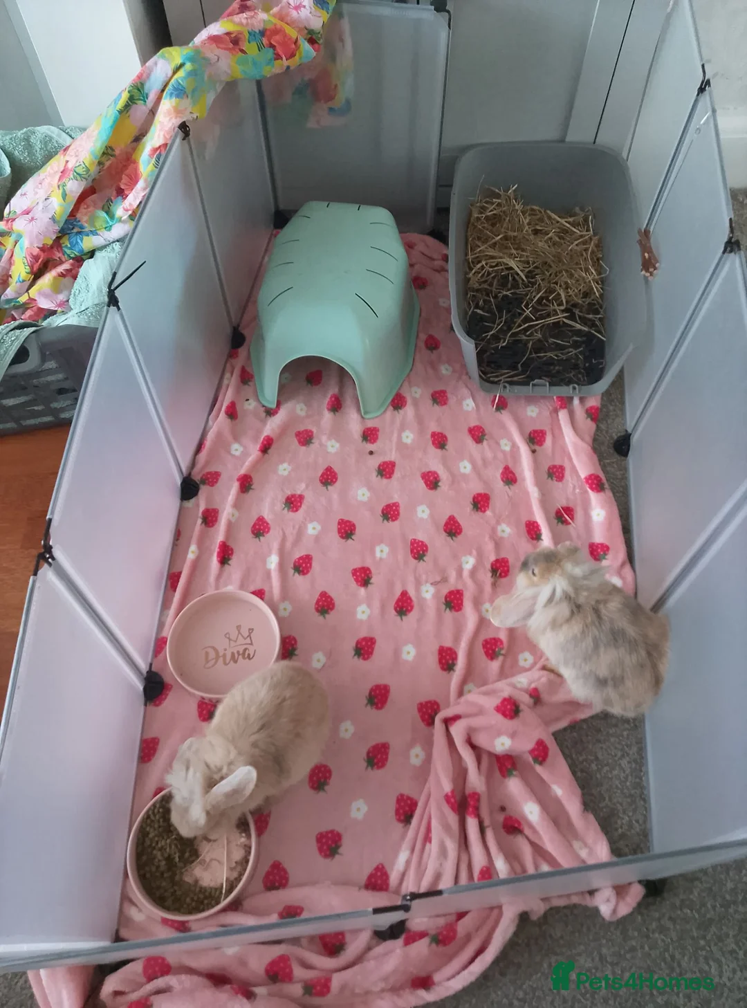 Mini Lop rabbits for sale: Mini Lop Girl Rabbits in Plymouth - Advert 2