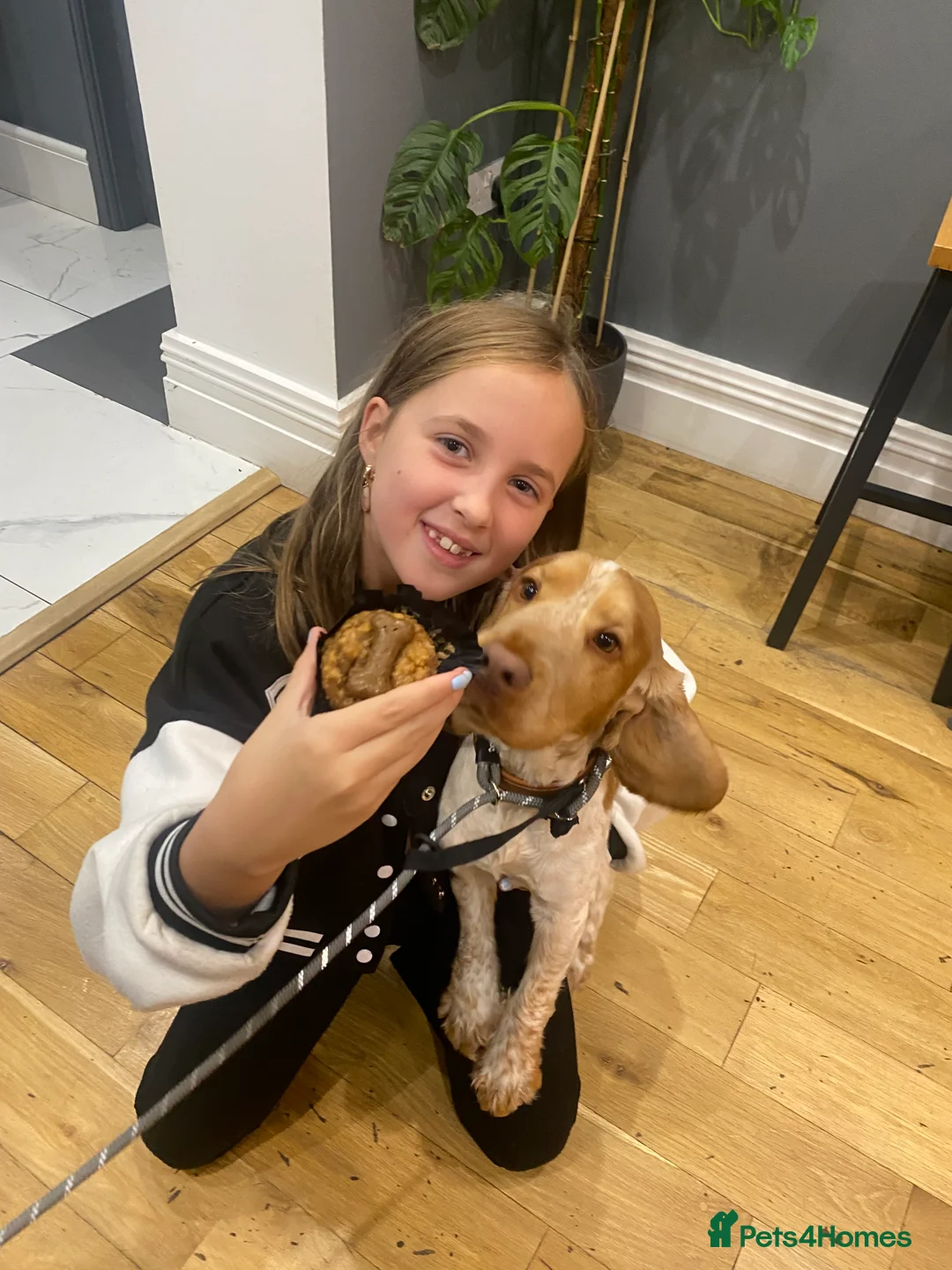 Cocker Spaniel dogs for stud: KC Reg Show Cocker Spaniel- Extensively DNA tested in Warrington - Advert 10