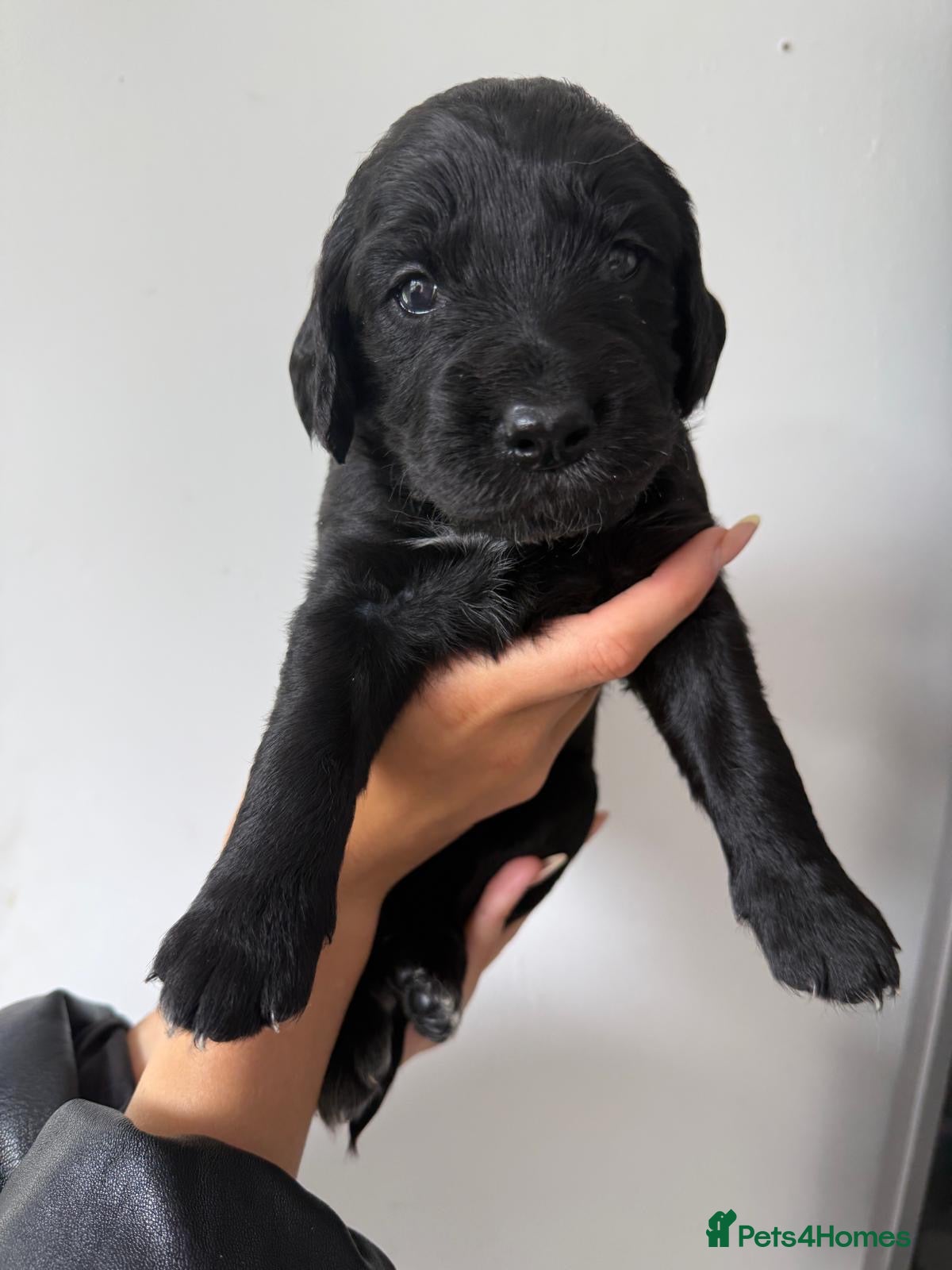 Mixed Breed dogs Beautiful GSD x cocker spaniel x Irish setter pups - Advert 1