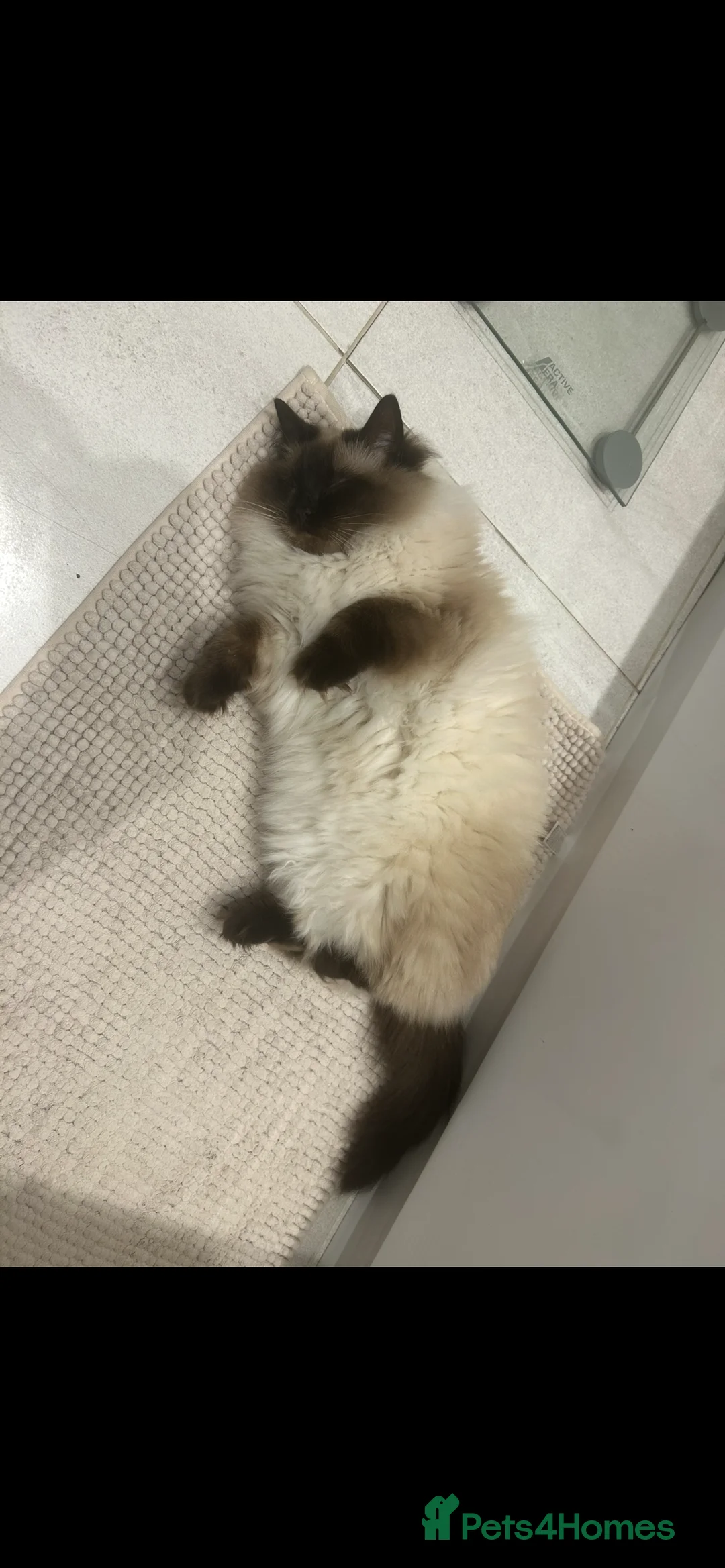 Ragdoll cats for sale: GCCF registered retired female Ragdoll  - Advert 5