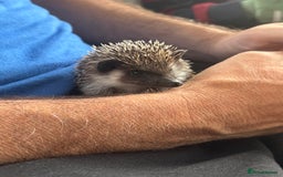 Pygmy Hedgehog rodents for sale: Pygmy hedgehog potential breeding trio  - Image 4
