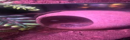 Corn Snake reptiles for sale: 2x corn snakes 1x mourning gecko with full setups - Advert 10