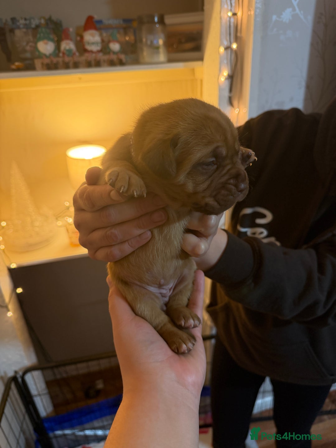 Dogue De Bordeaux dogs for sale: Beautiful Dogue De Bordeaux Puppies - Advert 22