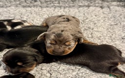 Miniature Dachshund dogs for sale: Mini dachshund puppies KC reg parents DNA tested - Image 4