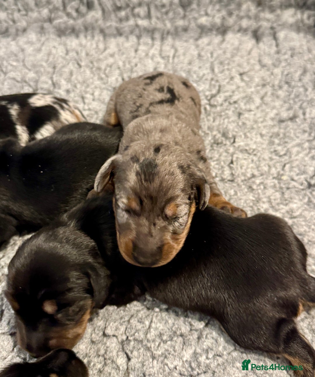 Miniature Dachshund dogs for sale: Mini dachshund puppies KC reg parents DNA tested - Image 4