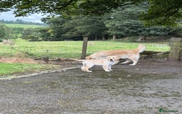 Golden Retriever dogs for sale: KC Registered Golden Retriever Puppies  - Image 6