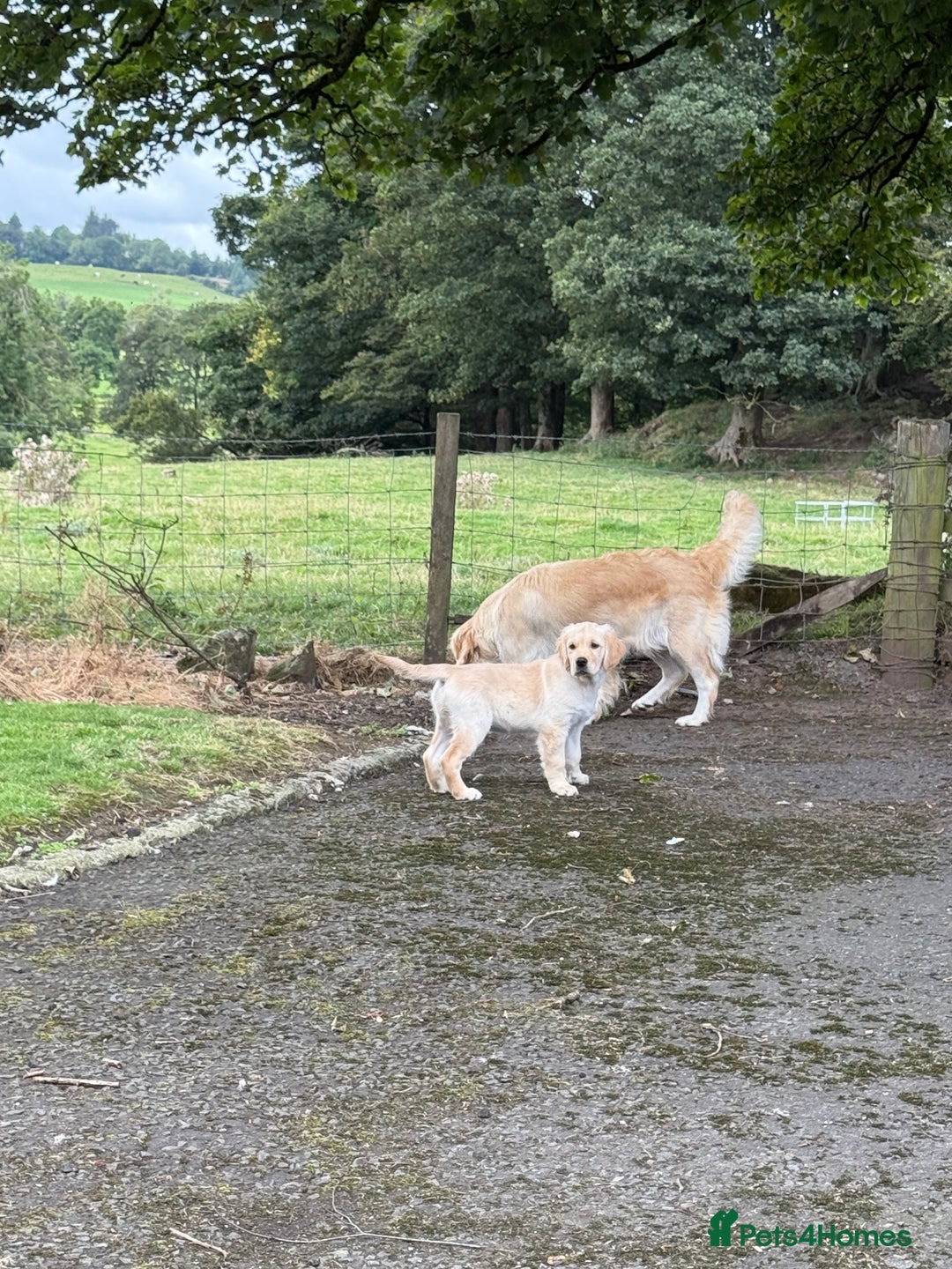 Golden Retriever dogs for sale: KC Registered Golden Retriever Puppies  - Image 6