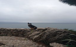 Mixed Breed dogs for sale: Test Advert: Paco 2 in Manchester - Image 1