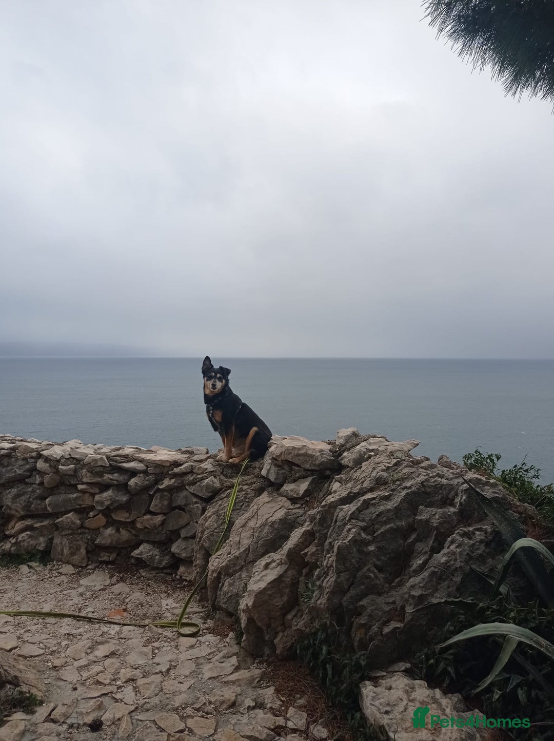 Mixed Breed dogs for sale: Test Advert: Paco 2 in Manchester - Image 1