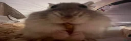 Hamster rodents for sale: Male Russian dwarf  - Advert 6