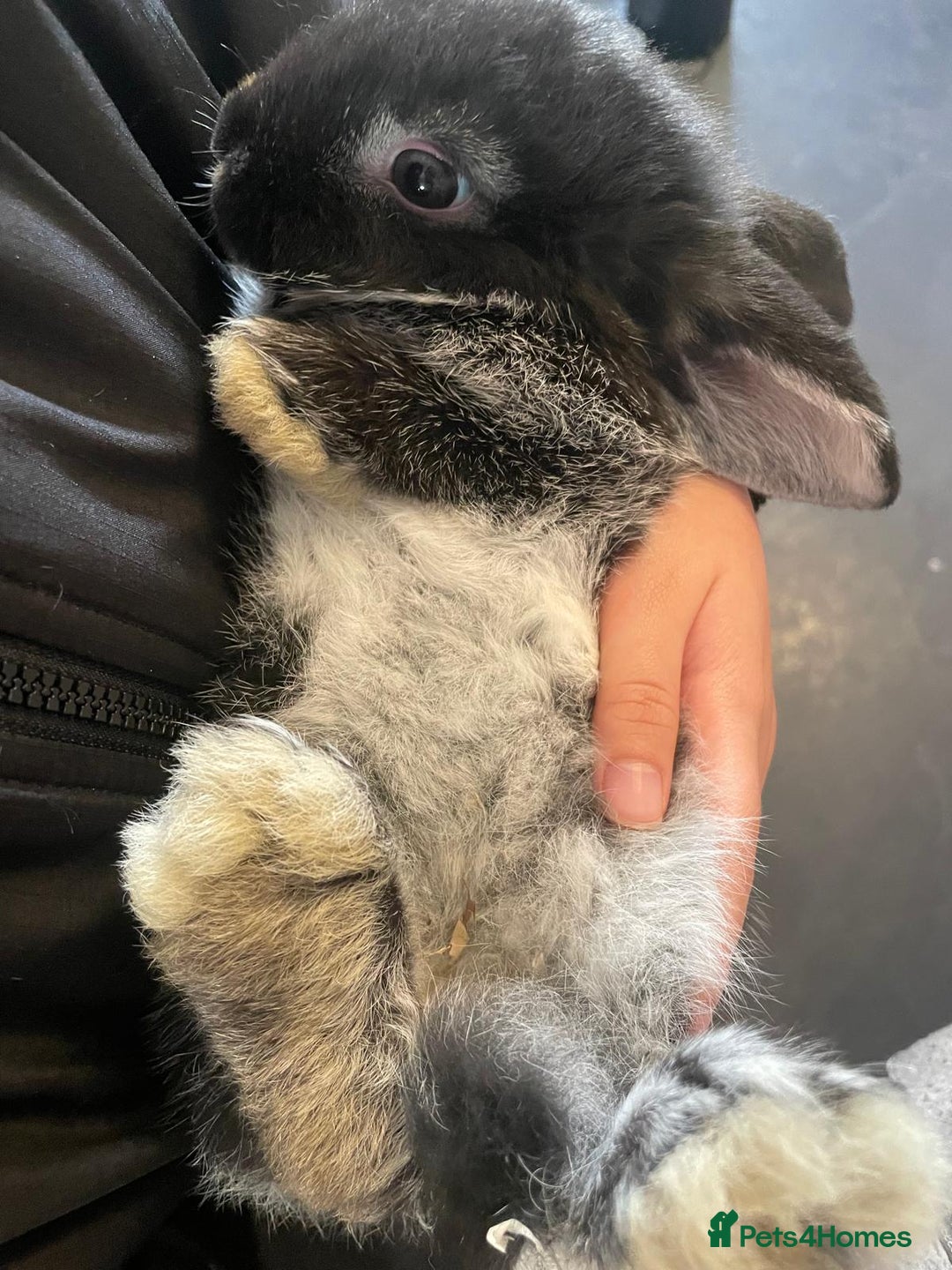 Mini Lop rabbits for sale: Ready to go mini lop - Advert 9