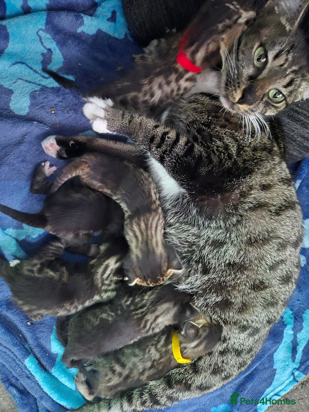 Savannah cats for sale: Savannah kittens ready to leave 24th October  - Image 22
