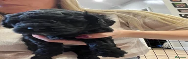 Black puppy - named Midnight