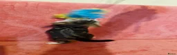 Bengal cats for sale: Bengal mix kittens for sale - Advert 15