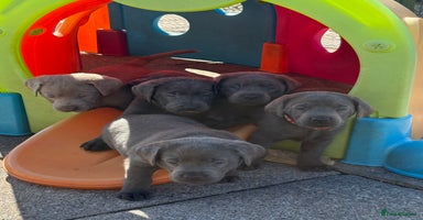 Labrador Retriever dogs - Advert 7