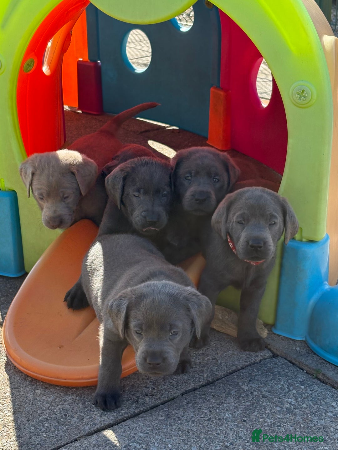Labrador Retriever dogs for sale: Gorgeous KC Silver & Charcoal Labs - Image 5