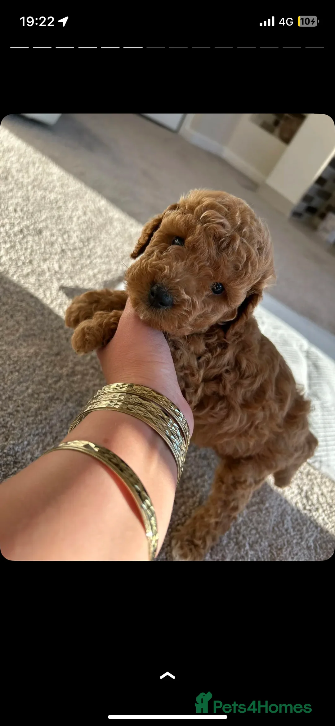 Miniature Poodle dogs for stud:  ⭐️KC PRINCE CHARMING BLUE BOY MINIATURE POODLE⭐️ - Advert 35