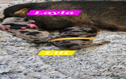 Dachshund dogs for sale: Beautiful Dapple Dachunds - Image 6