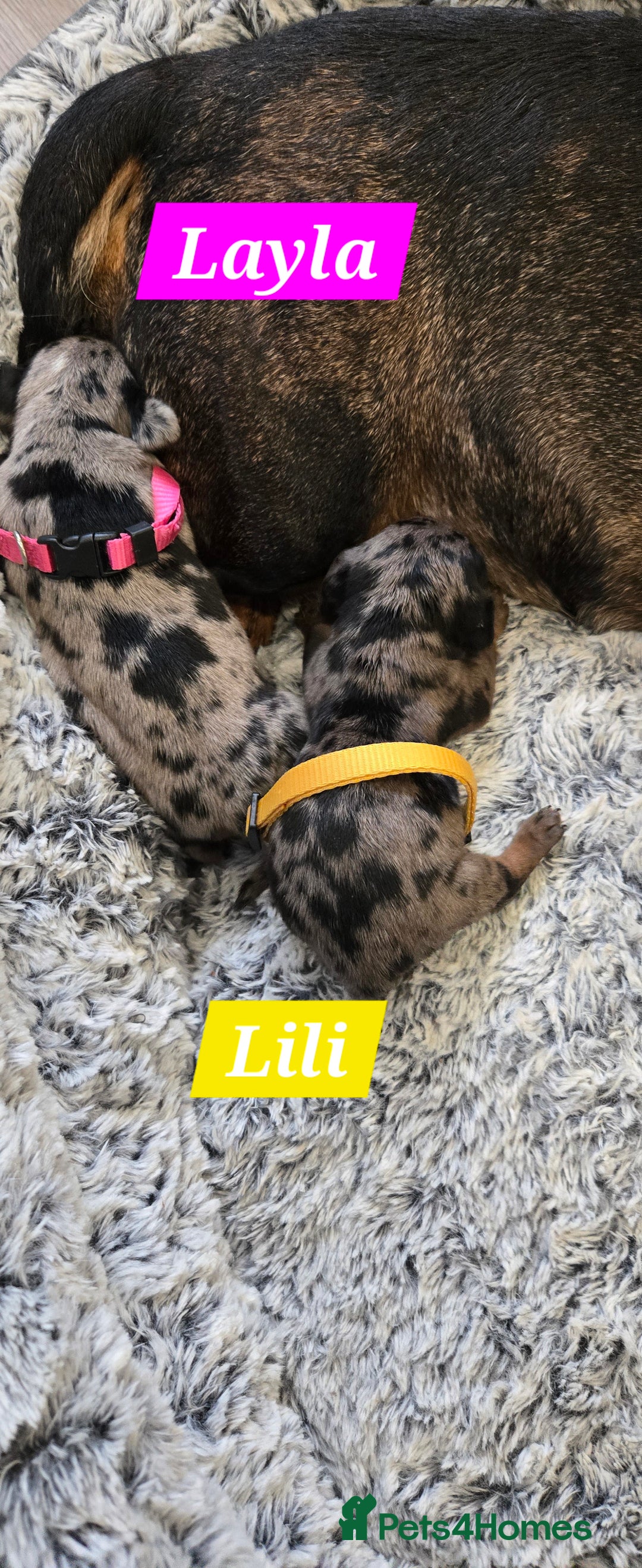 Dachshund dogs for sale: Beautiful Dapple Dachunds - Image 6