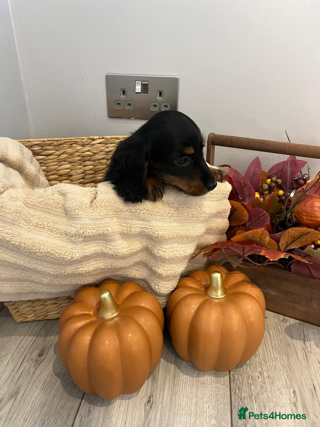 Miniature Dachshund dogs for sale: Beautiful miniature dachshund puppies  - Image 14