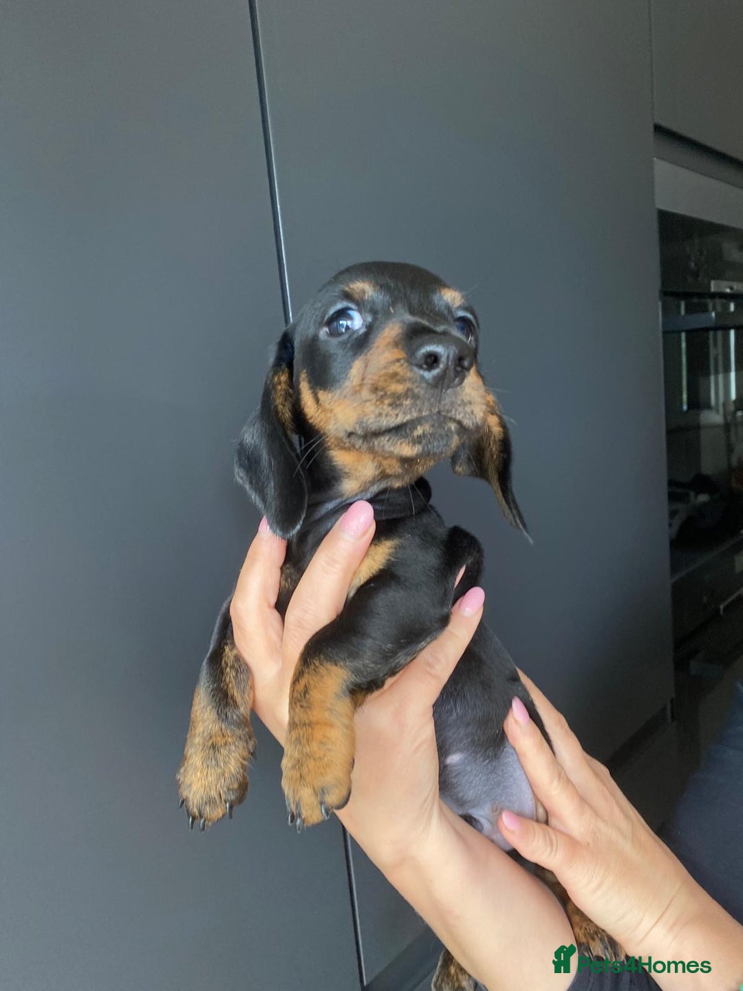 Dachshund dogs for sale: Miniature dachshund puppies - Image 16
