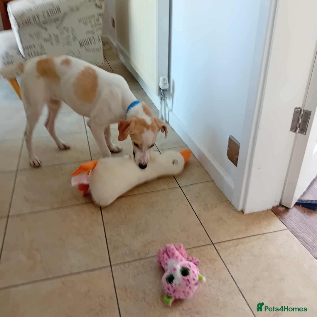 Mixed Breed dogs for adoption: Lulu The Sweet Soul Looking for Her Forever Home - Image 4