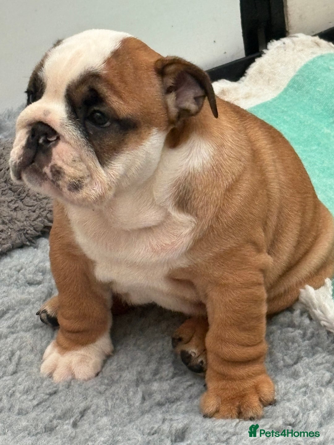 English Bulldog dogs for sale: Exceptional quality bulldogs  ( standard colour ) - Advert 2