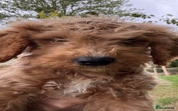 Labradoodle dogs for sale: Happy fun litter of medium sized Labradoodles  - Image 3