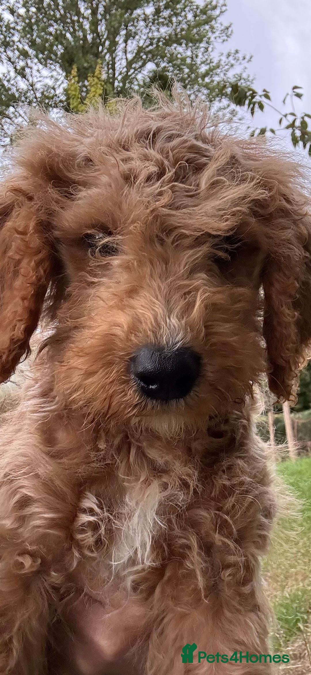 Labradoodle dogs for sale: Happy fun litter of medium sized Labradoodles  - Image 3
