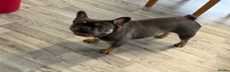 French Bulldog dogs for sale: Skyla she is 2 years old  in Coventry - Advert 4