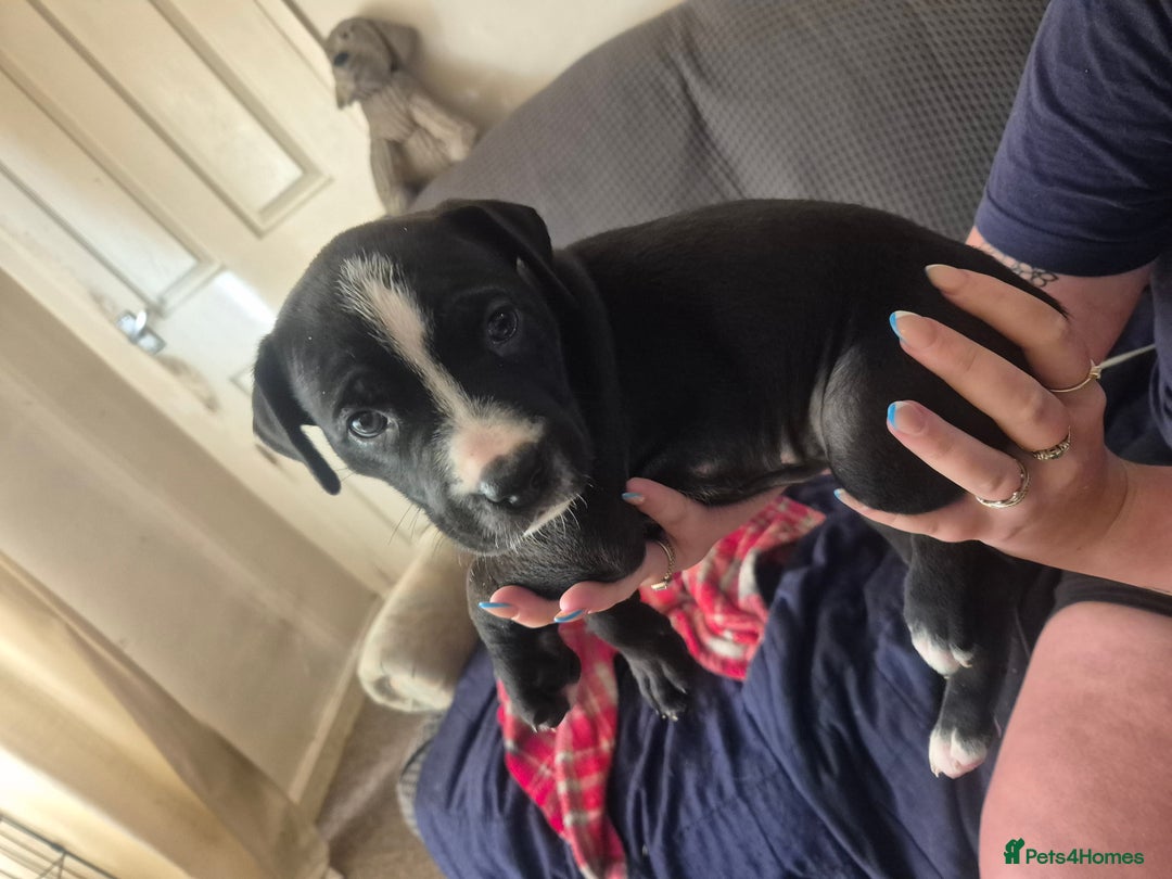 Mixed Breed dogs for sale: Litter of 7 beautiful puppies - Image 17