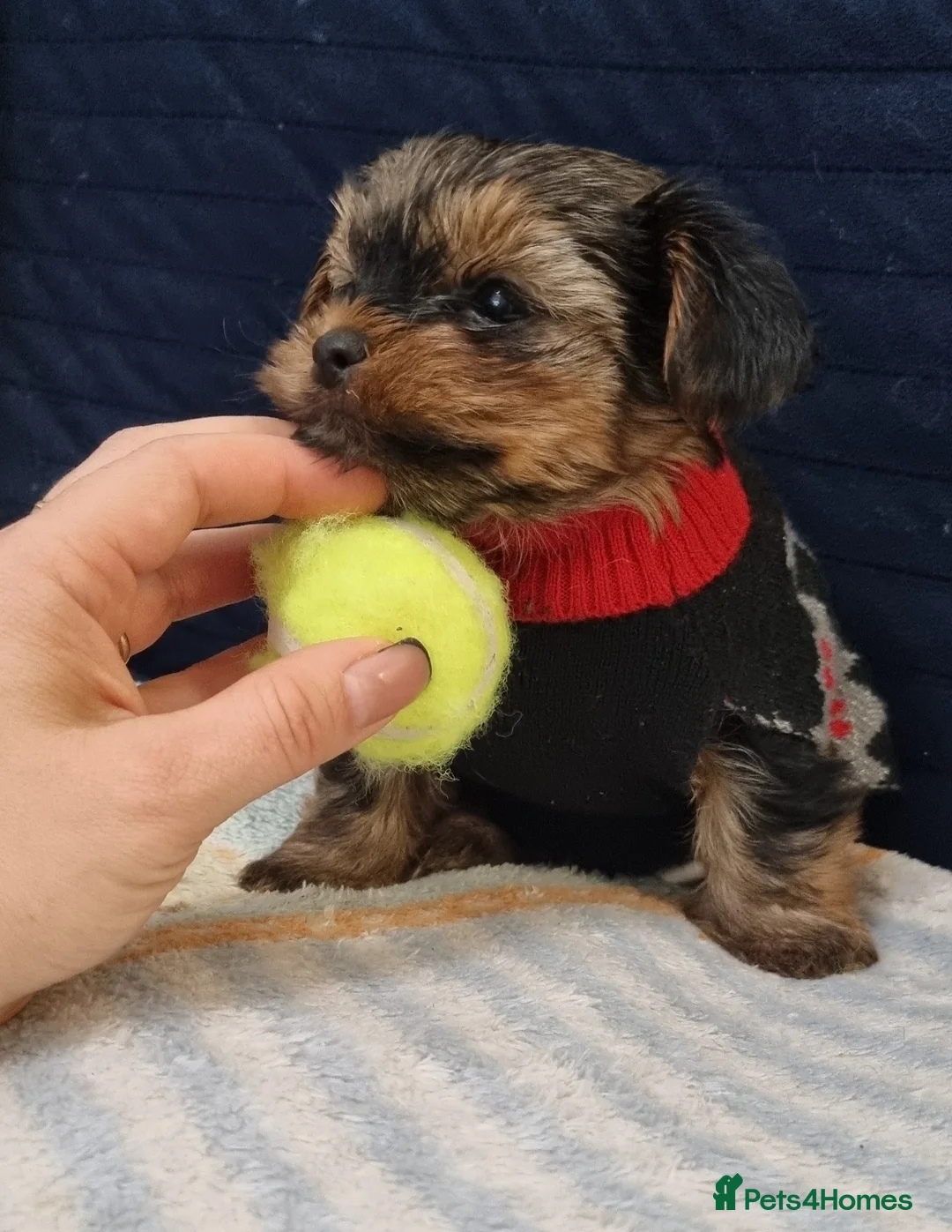 Yorkshire Terrier dogs for sale: Adorable pappy girl - Advert 3