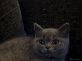 British Shorthair cats ONLY 1 Bristish Short Hair Blue Female Left - Advert 1