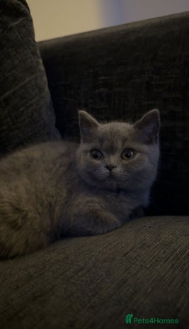 British Shorthair cats ONLY 1 Bristish Short Hair Blue Female Left - Advert 1