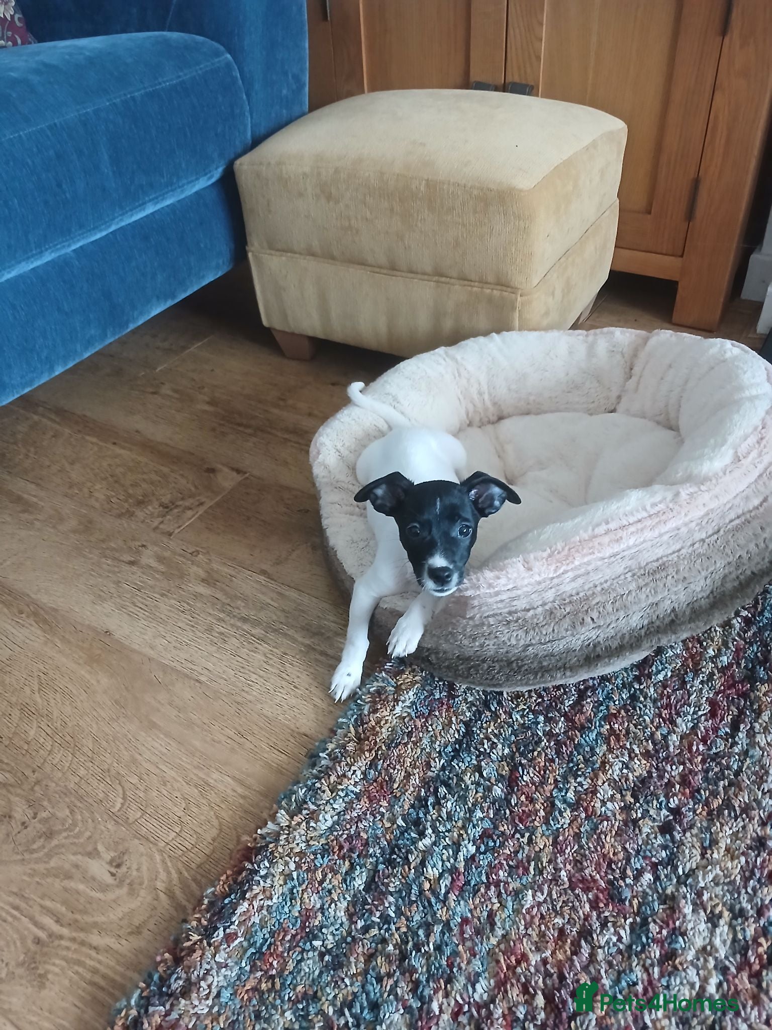 Jack Russell dogs Pippa - Advert 1