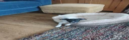 Jack Russell dogs for sale: Pippa in Caernarfon - Advert 1