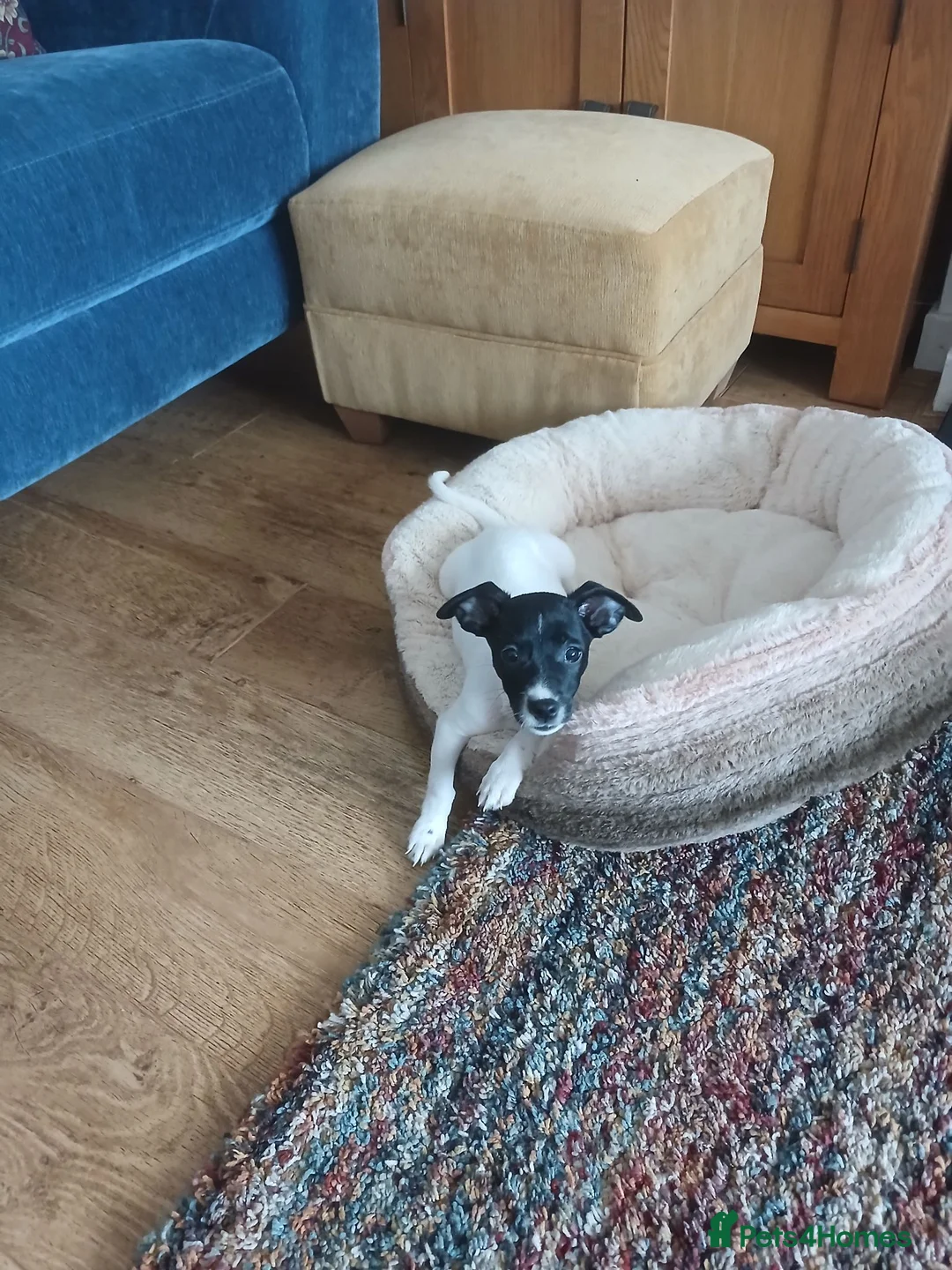 Jack Russell dogs for sale: Pippa in Caernarfon - Advert 1