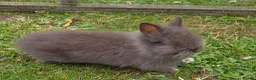 Lionhead rabbits for sale: Adorable baby purebred lionhead bunnies  - Advert 14