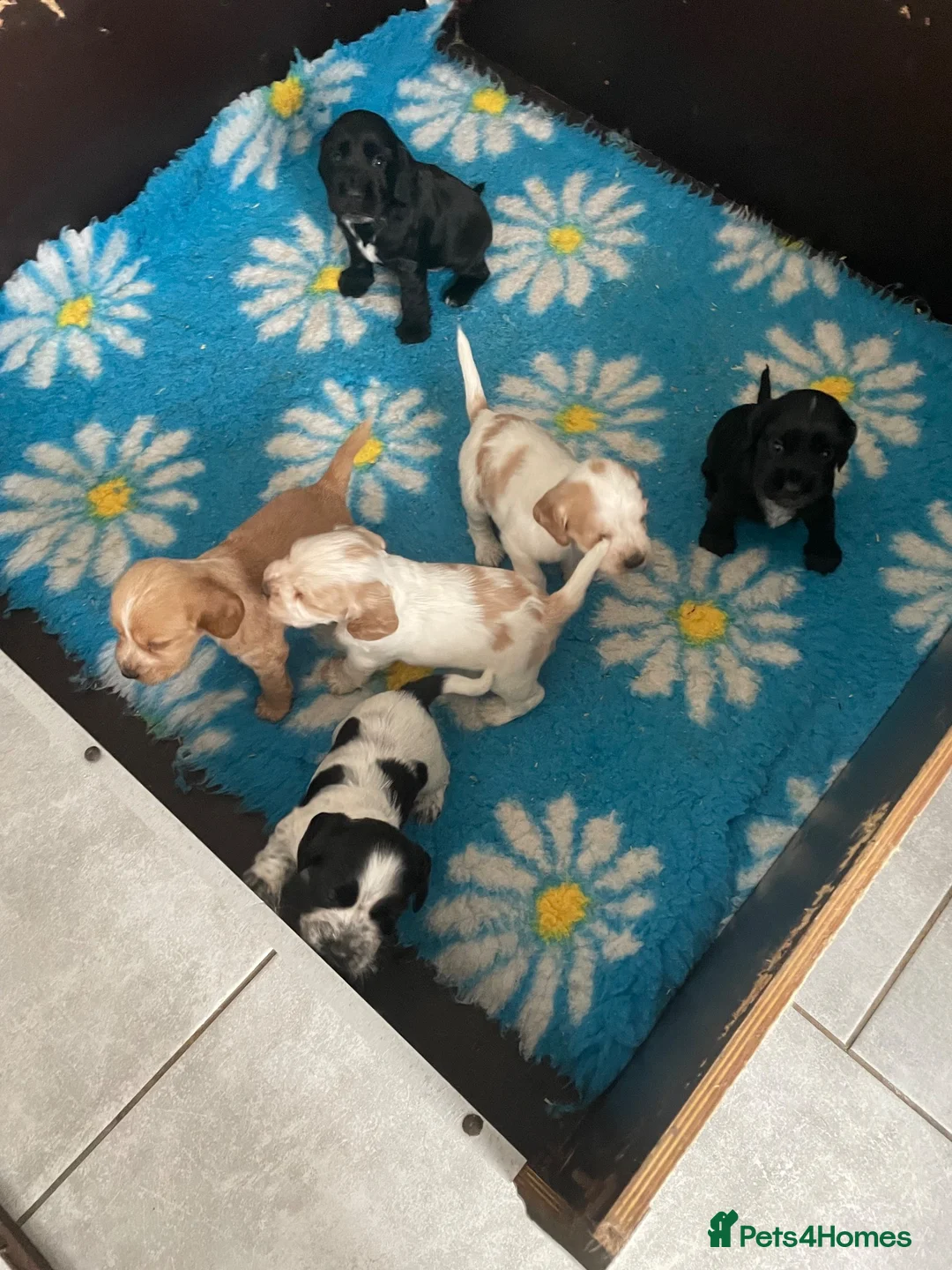 Cocker Spaniel dogs for sale: Just One Beautiful Black Boy Left! - Advert 1