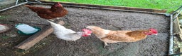 Hens poultry for sale: 3 lovely Hens for sale  - Advert 5