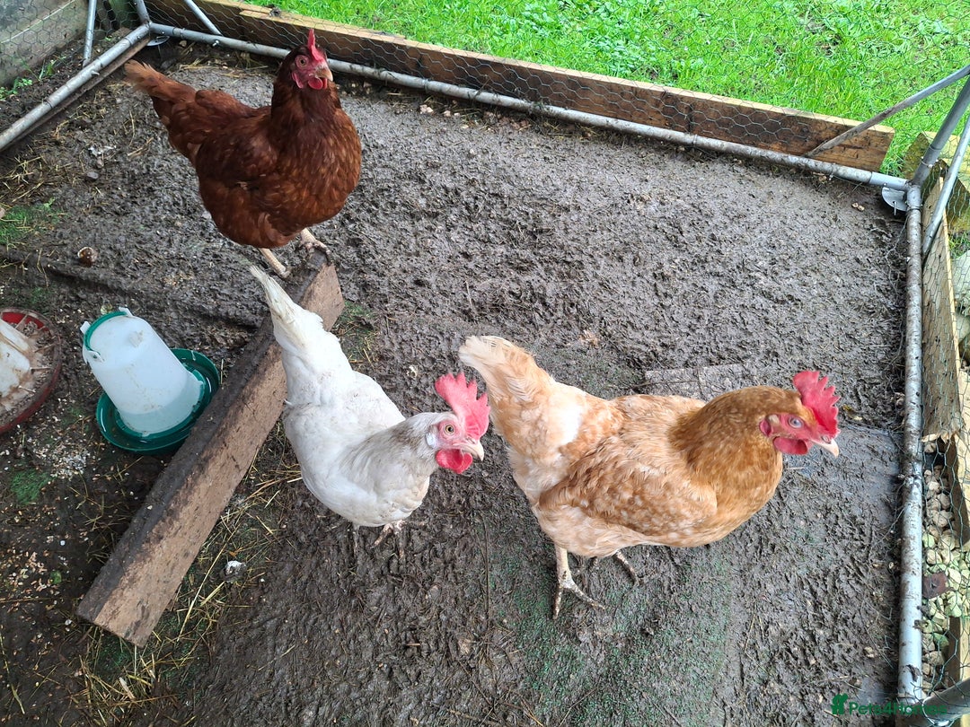 Hens poultry for sale: 3 lovely Hens for sale  - Advert 5