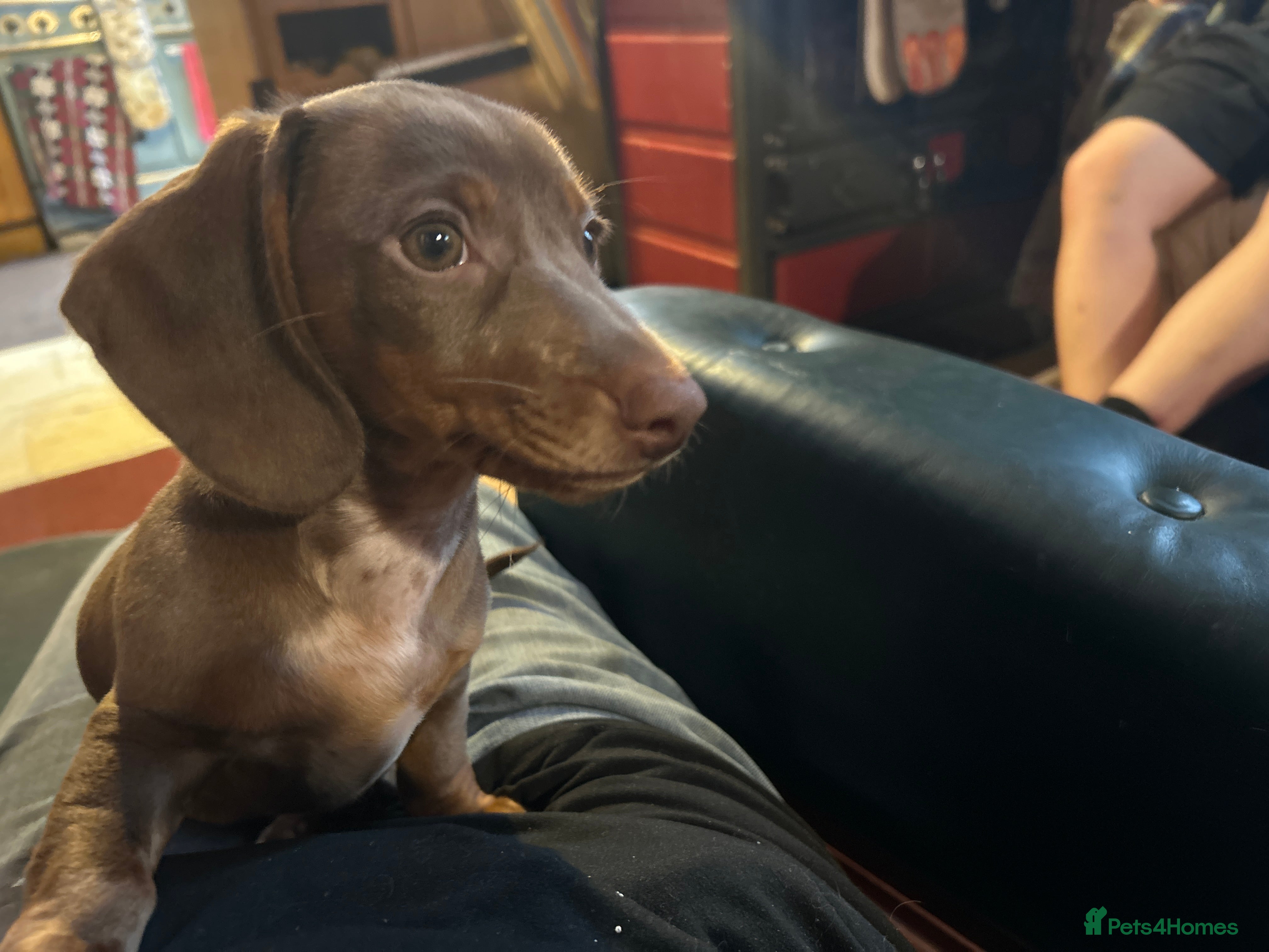 Miniature Dachshund dogs Unique Dapple x chocolate pups  - Advert 2