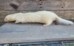 Ferret rodents for sale: Albino ferrets  - Image 10