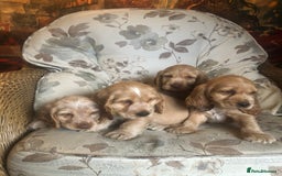 Cocker Spaniel dogs for sale: 4 stunning cocker spaniel puppies  - Image 20