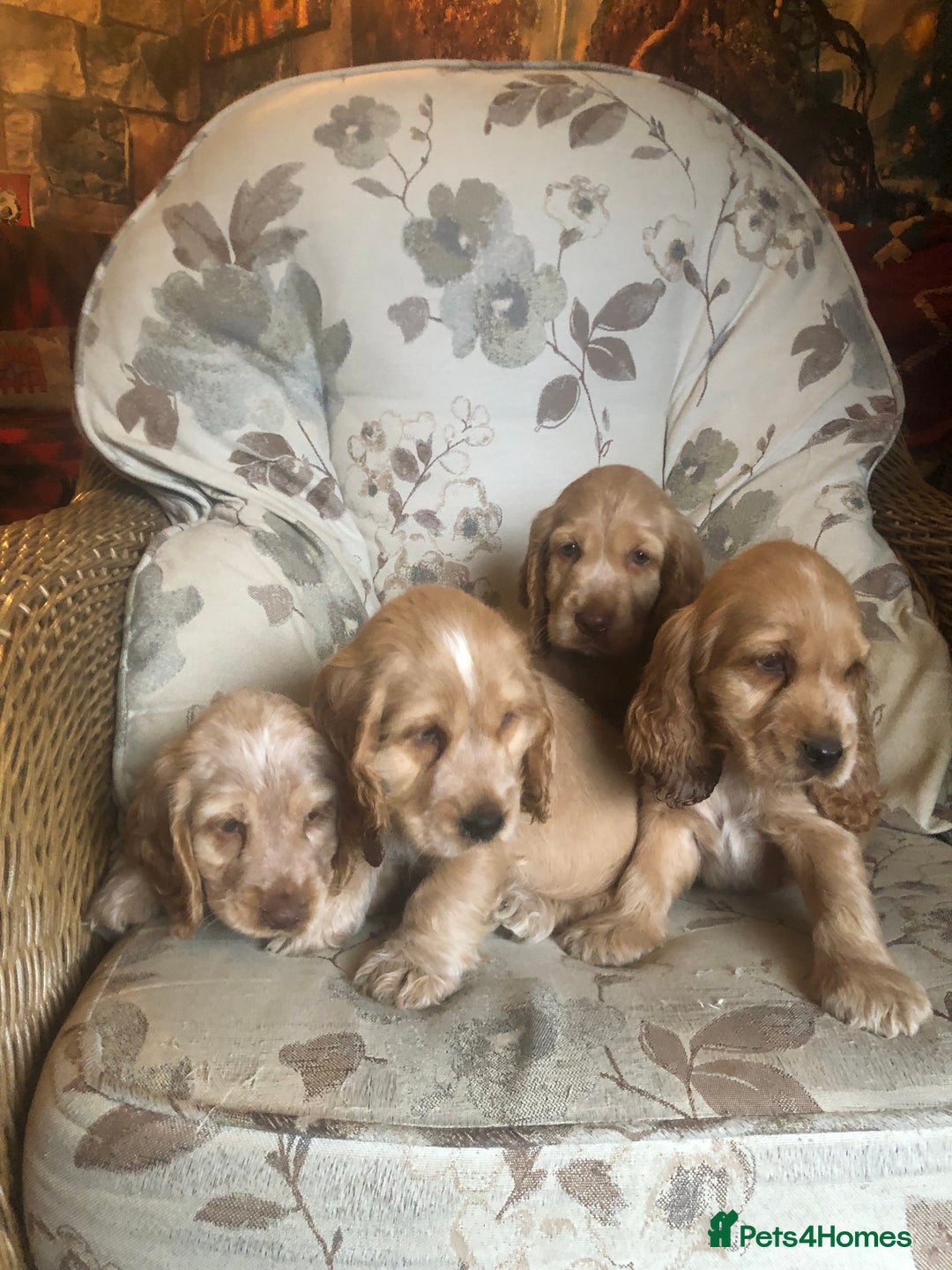 Cocker Spaniel dogs for sale: 4 stunning cocker spaniel puppies  - Image 20
