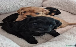 Cavapoo dogs for sale: Cavapoo puppies available from 27.9.25 - Image 4