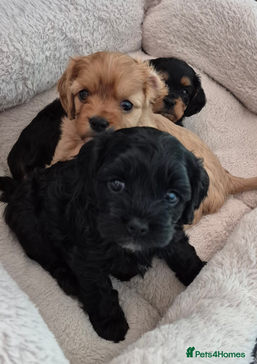 Cavapoo dogs for sale: Cavapoo puppies available from 27.9.25 - Image 4