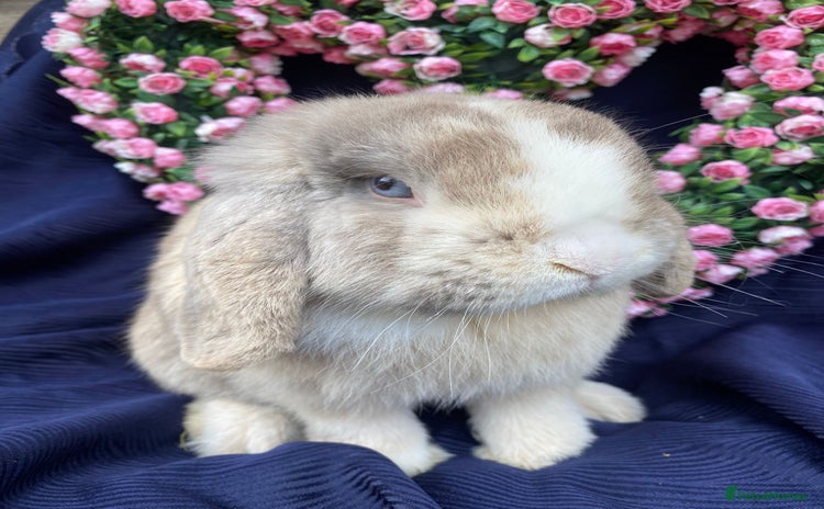 Mini Lop rabbits - Advert 3