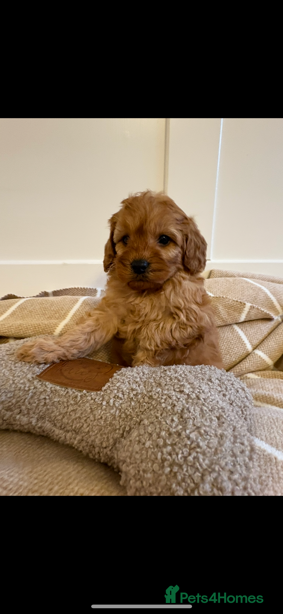 Cavapoo dogs for sale: LICENSED BREEDER QUALITY HEALTH TESTED CAVAPOOS - Advert 10