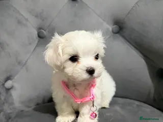 Maltese dogs Puppies for sale beautiful Maltase - Advert 1
